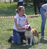 Staffordshire Bull Terrier 